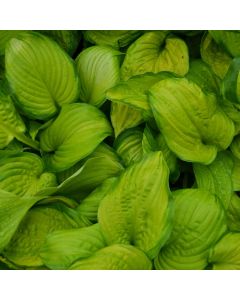 Hosta, Green-Lime Leaf 'Stained Glass'