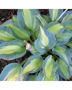 Hosta, Blue-Lime Leaf 'Touch Of Class'
