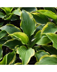 Hosta, White-Green 'Trendsetter' 