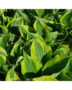 Hosta, Lime-Blue Leaf 'Twilight'