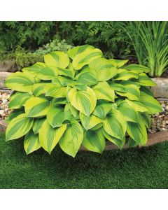 Hosta, Lime-Green Leaf 'Velvet Moon'