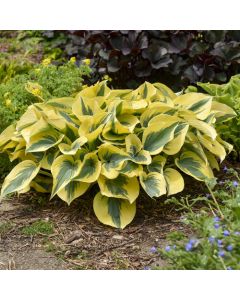 Hosta, Lime-Blue Leaf Shadowland® 'Autumn Frost'
