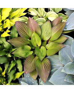 Hosta, Red-Green Leaf 'First Blush'