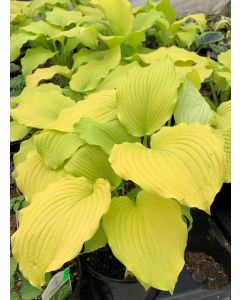 Hosta, Lime Leaf 'Lipstick Blonde'