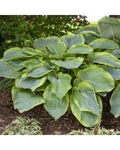 Hosta, Lime-Blue Leaf Shadowland® 'Wu-La-La' 