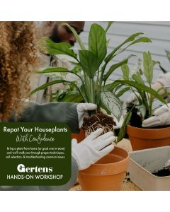 Repot Your Houseplants With Confidence | Sunday, November 2nd