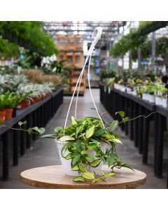 Hoya, Assorted Hanging Basket