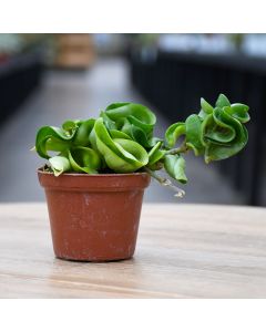 Hoya Carnosa 'Hindu Rope'
