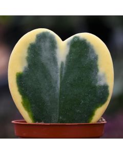 Hoya Kerrii, Wax Hearts 'Single Heart'
