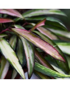 Hoya Wayetii, Wax Plant 'Tricolor'