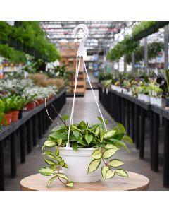 Hoya, Wax Plant 'Krimson Princess'