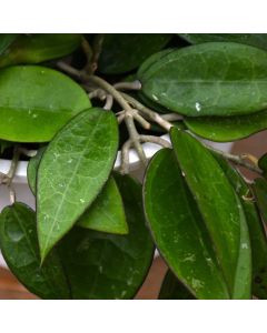 Hoya Verticillata, Wax Plant 'Black Margin'