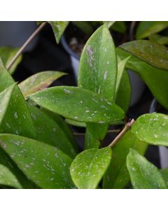 Hoya Pubicalyx