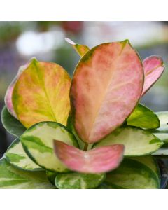 Hoya Carnosa 'Tricolor'