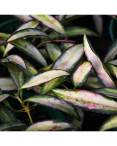 Hoya Wayetii 'Tricolor'