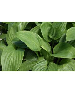 Hosta, Blue Leaf 'Humpback Whale'