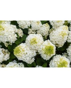 Hydrangea, Panicle 'First Editions®  Little Hottie®' 