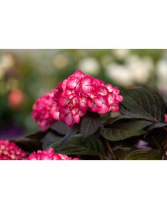 Hydrangea, Bigleaf 'First Editions® Eclipse®'