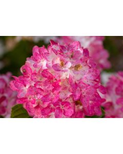 Hydrangea, Panicle First Editions® 'Spring Sizzle™'