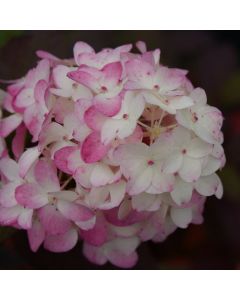 Hydrangea, Panicle 'Fire Light Tidbit®'