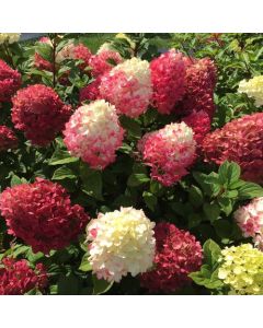 Hydrangea, Panicle 'Little Lime Punch™'