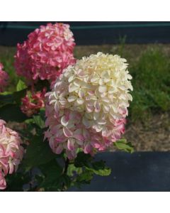 Hydrangea, Panicle 'Quick Fire Fab®'
