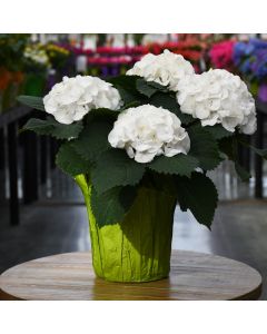 Hydrangea, White