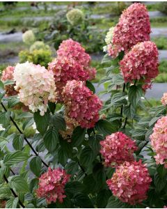 Hydrangea Tree, Panicle 'Firelight®'