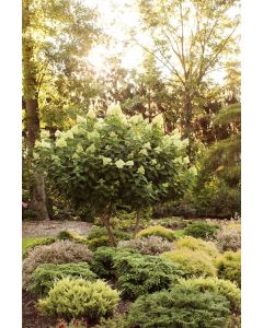 Hydrangea Tree, Panicle 'Limelight'