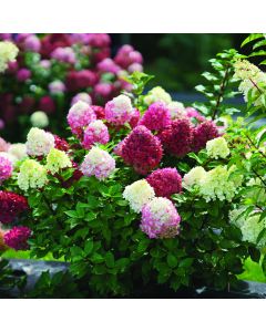 Hydrangea, Panicle 'Little Lime Punch™'