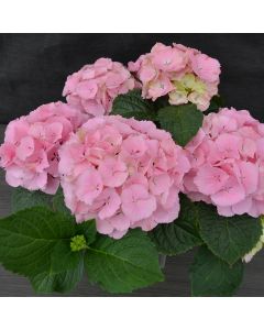 Hydrangea, Pink
