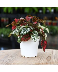 Hypoestes, Polka Dot Plant 'Splash Select™' (assorted colors)