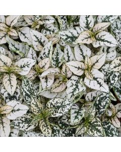 Hypoestes, Polka Dot Plant 'White'