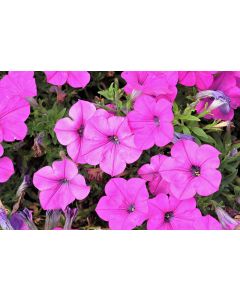 Petunia, Capella™ 'Purple'