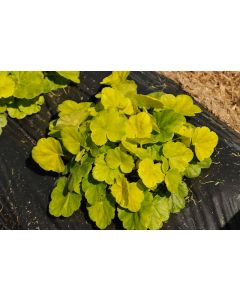 Heuchera, Bicolor Leaf Coral Bells 'Northern Exposure™ Sienna'