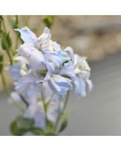 Delphinium, Candle Larkspur Magic Fountain 'Sky Blue White Bee'