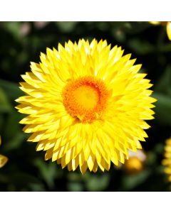 Bracteantha, Strawflower Granvia® 'Gold'