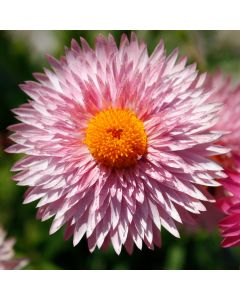 Bracteantha, Strawflower Granvia® 'Pink'