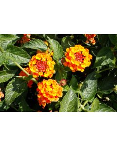 Lantana, Bandolista™ 'Mango'
