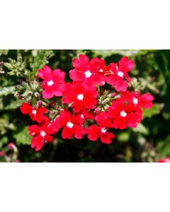 Verbena (Vervain), Cadet Upright™ 'Red'