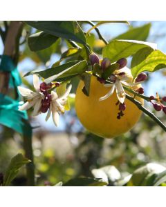 Citrus, Lemon 'Meyer Lemon'