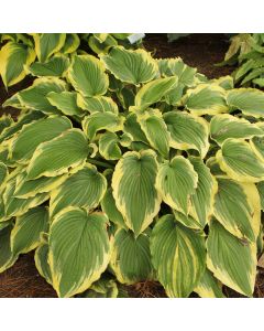 Hosta, Lime-Green Leaf 'Drop-Dead Gorgeous'
