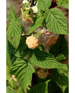 Rubus, Raspberry 'Anne'