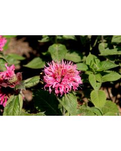 Monarda, Hybrid Beebalm 'Bee-You™ Bee-Lieve'