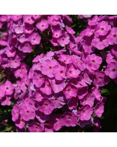 Phlox, Garden Girls® 'Cover Girl'