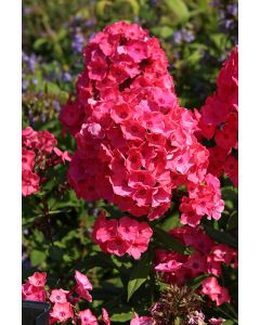 Phlox, Garden Super Ka-Pow™ 'Coral'