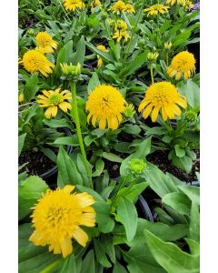 Echinacea, Coneflower 'Sunny Days™ Lemon'
