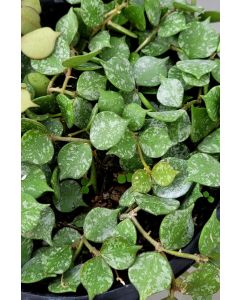 Hoya Curtisii