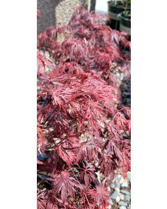 Acer, Japanese Maple 'Velvet Viking™'