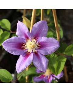 Clematis, 'Barbara Jackman'